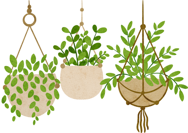 Hanging Plants Illustration